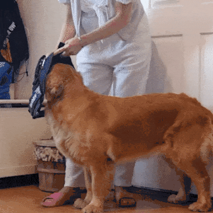 EasyWalk™-רתמה מומלצת ע״י מאלפים למניעת משיכות ובריאות הכלב