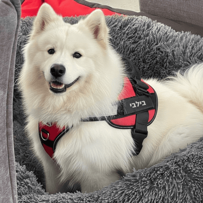 EasyWalk™-רתמה מומלצת ע״י מאלפים למניעת משיכות ובריאות הכלב