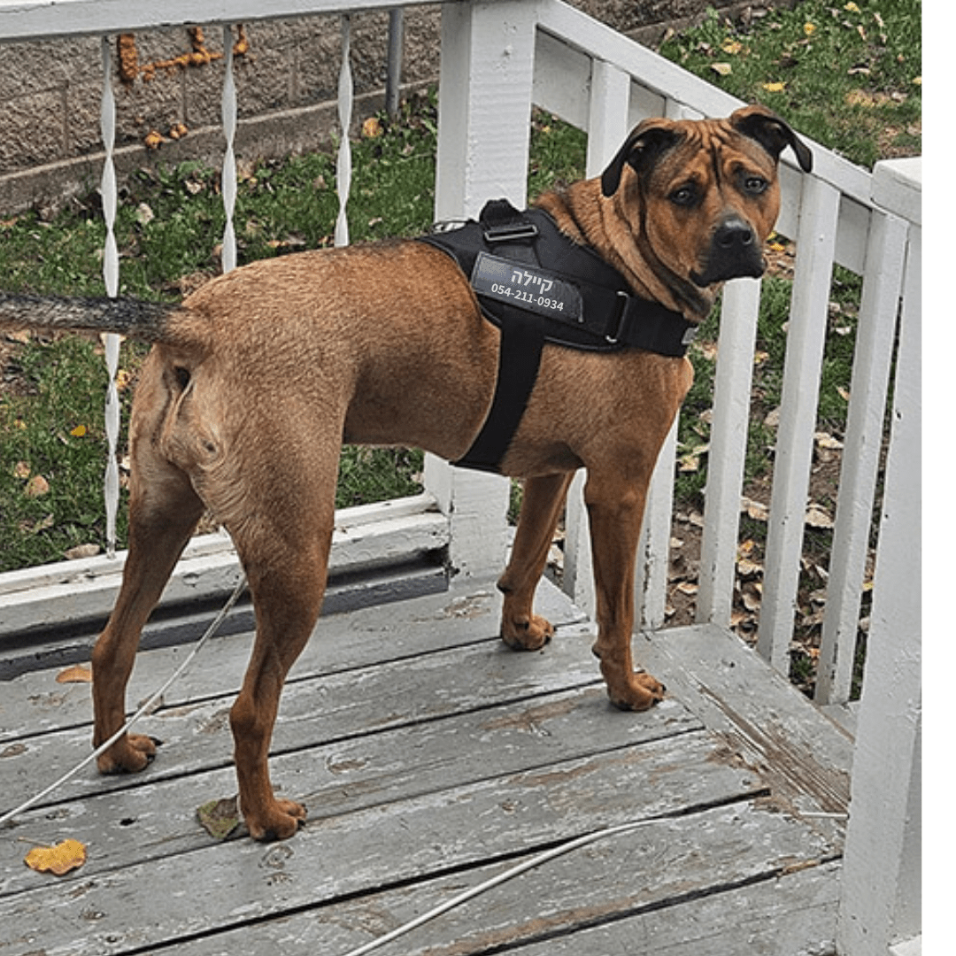 EasyWalk™-רתמה מומלצת ע״י מאלפים למניעת משיכות ובריאות הכלב